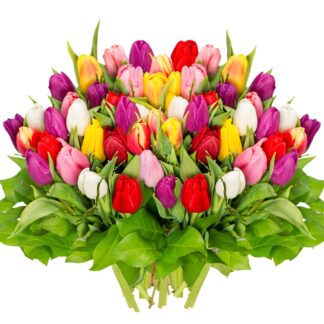 50 Tulipanes