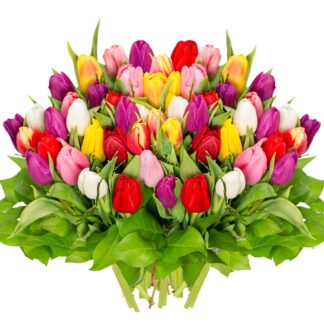 50 Tulips