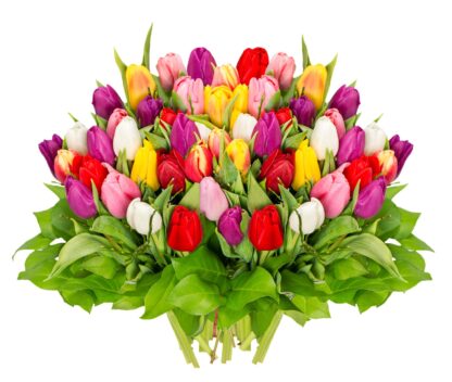 50 Tulipanes