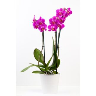 Phalaenopsis