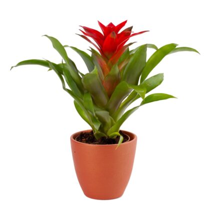 Guzmania