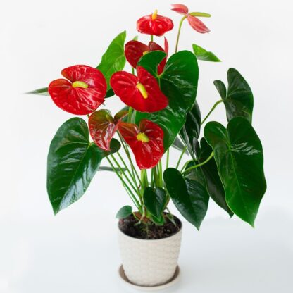 Anthurium