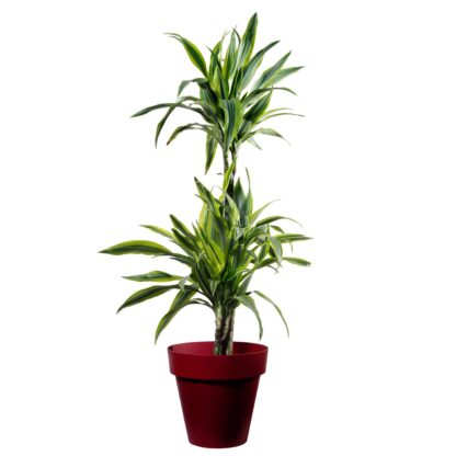 Dracena