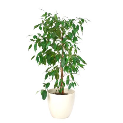 Ficus benjamina