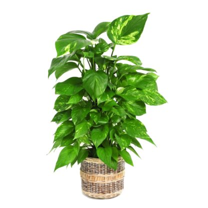 Pothos con tutor