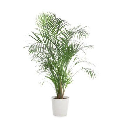 Kentia