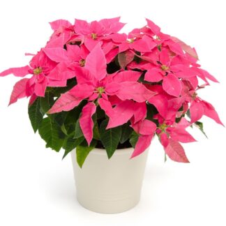 Poinsettia rosa