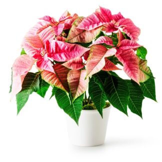 Poinsettia de 2 colores