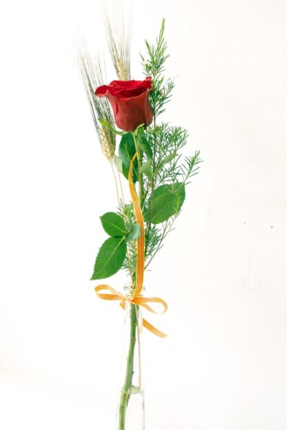 1 Rosa Roja Sant Jordi